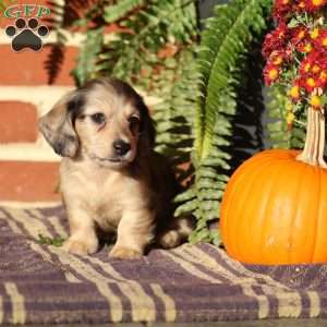 Scout, Dachshund Puppy